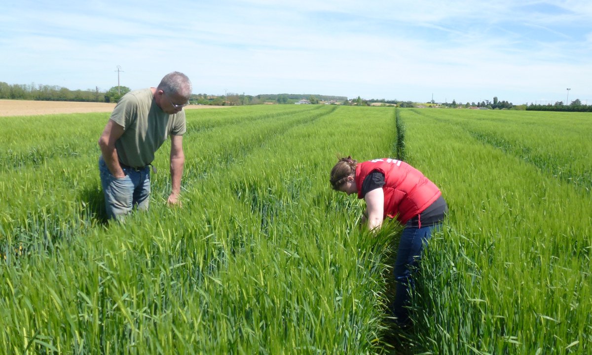 
                    Conseil cultures et prairies : Optimisez vos pratiques agronomiques et phytosanitaires en bénéficiant de notre expertise
                